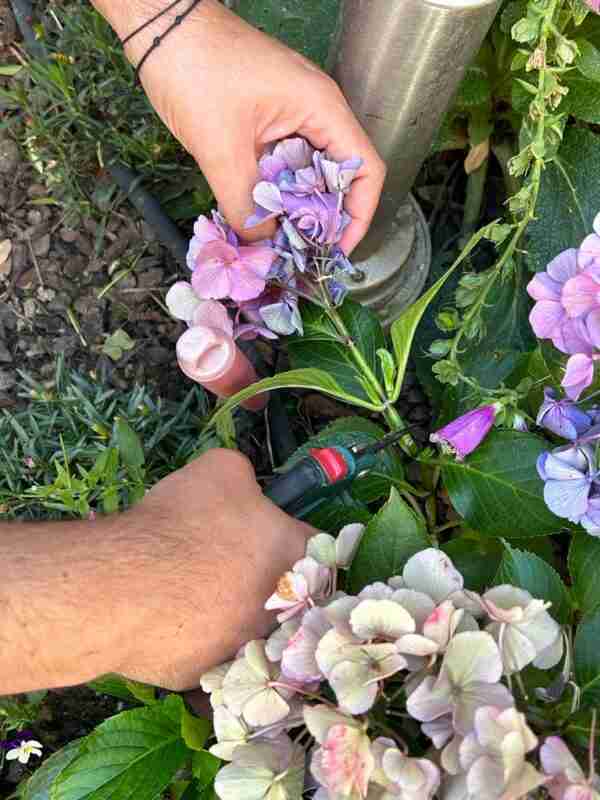 orezivanje hortenzije