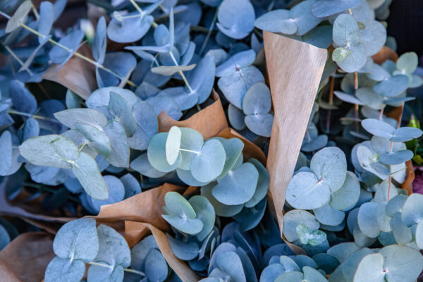 plavi eukaliptus