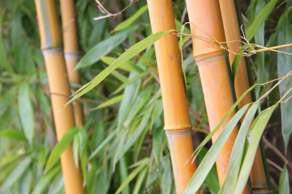 zlatni bambus