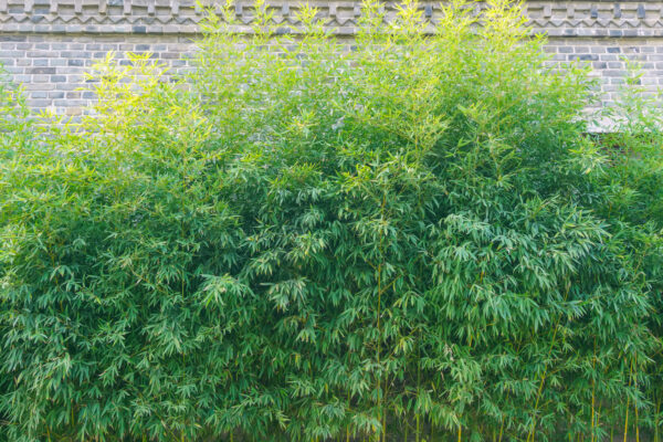 ograda od bambusa