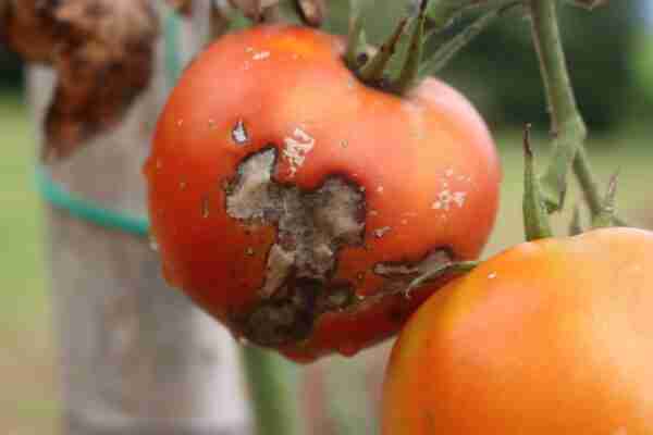 Plamenjača na plodu rajčice