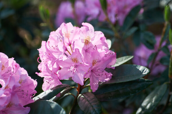 rododendron ružičasti