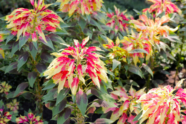 Amaranthus tricolor