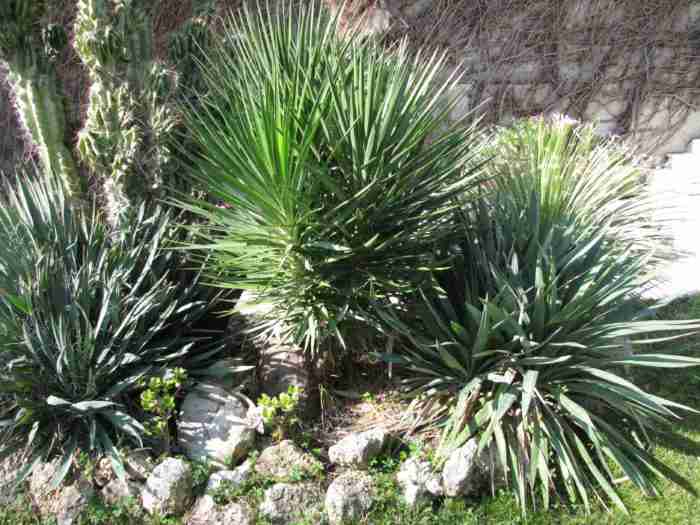 Juka - Yucca aloifolia