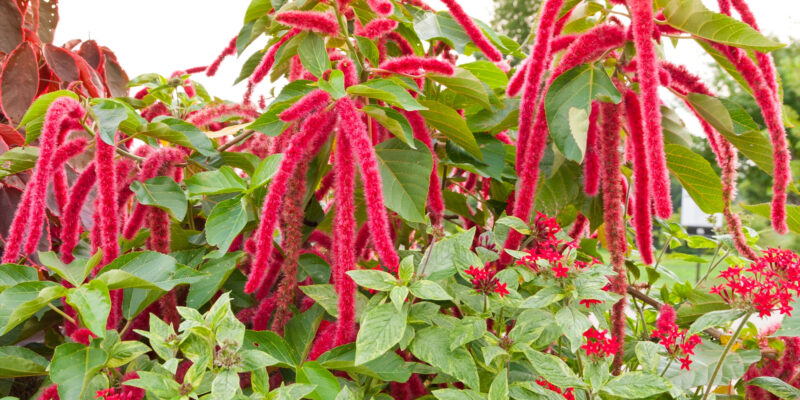 Amaranthus caudatus