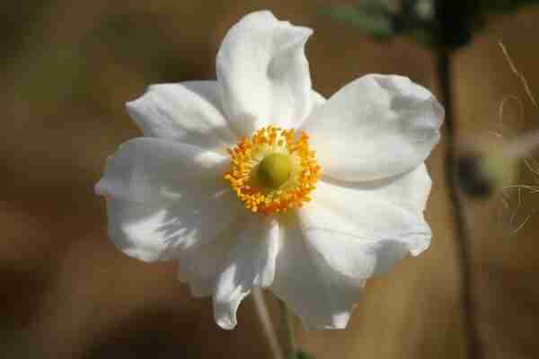 bijela anemona