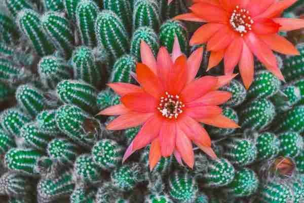 Kaktus u cvatnji