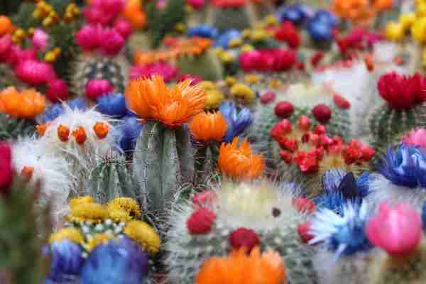 Kaktus s umjetnim cvijetom