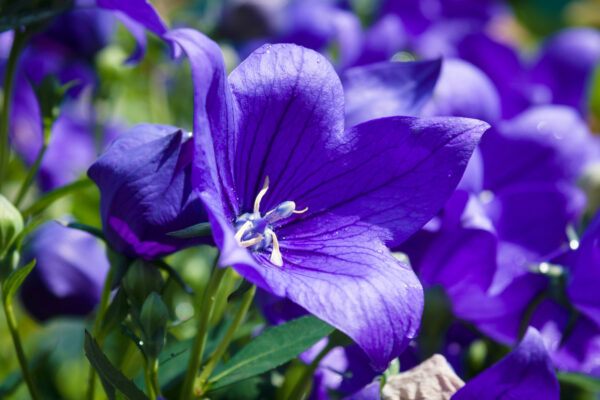 campanula persicifolia