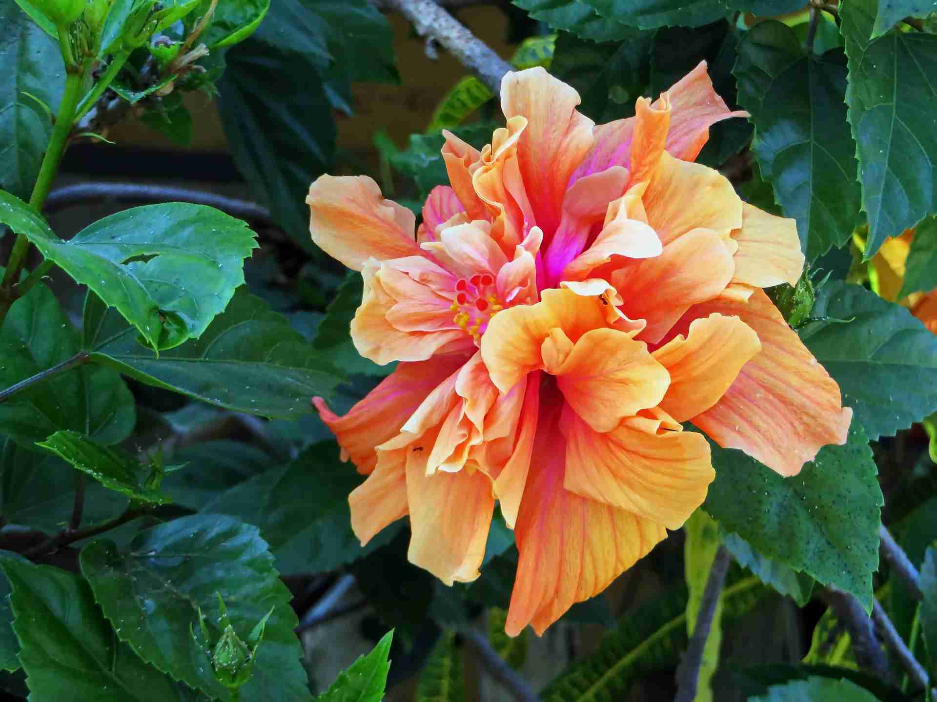 hibiskus dvostrukog cvijeta