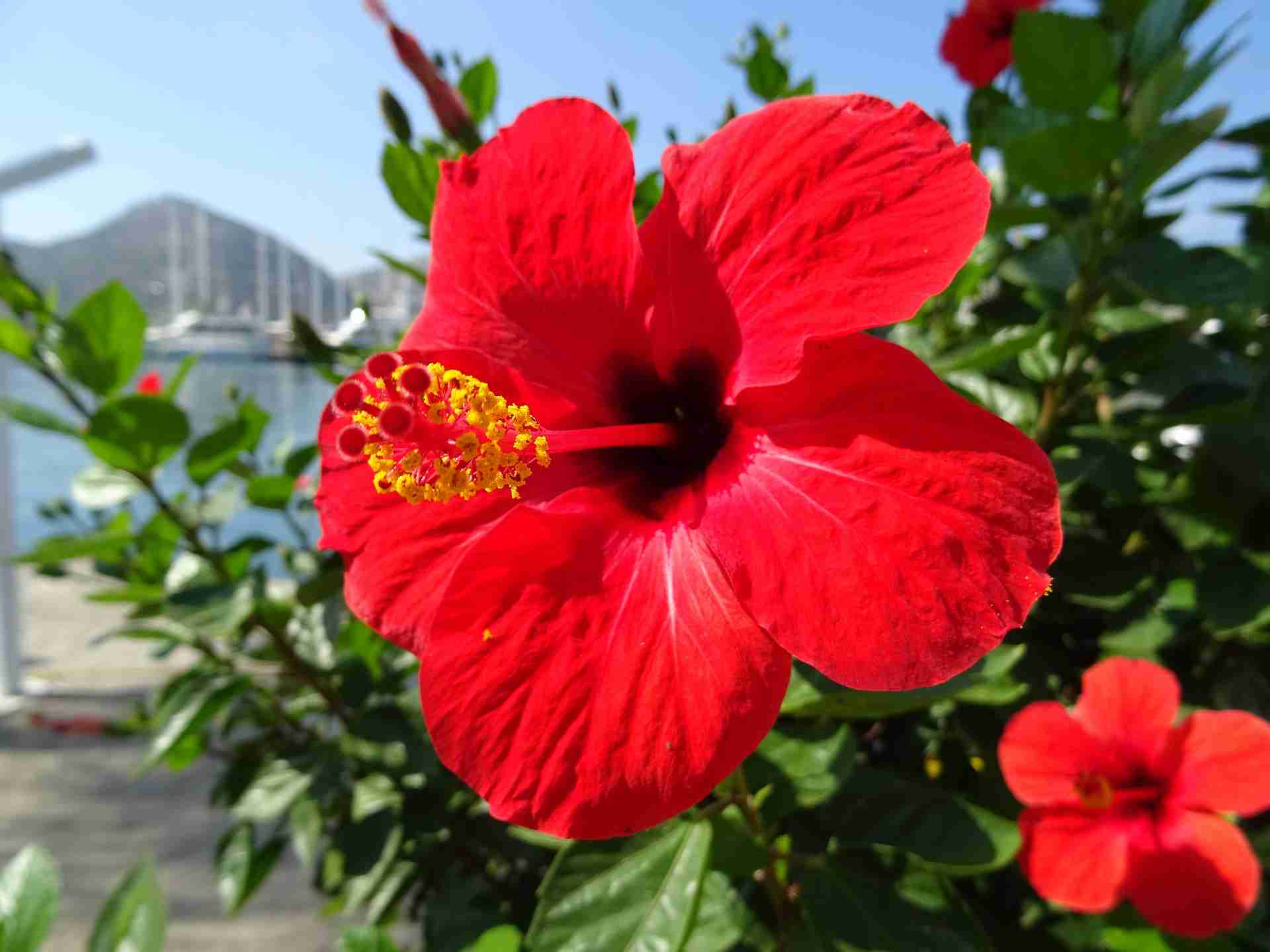 crveni hibiskus