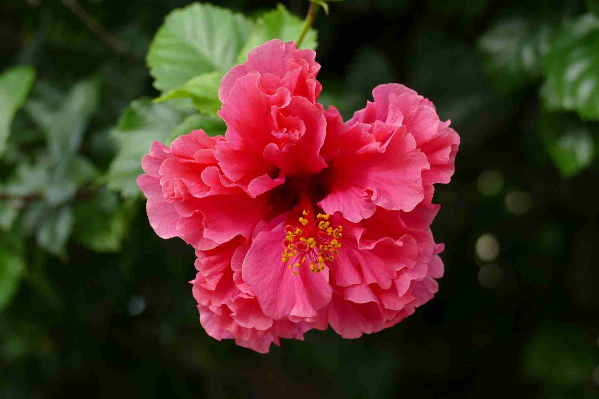 hibiskus duplog cvijeta