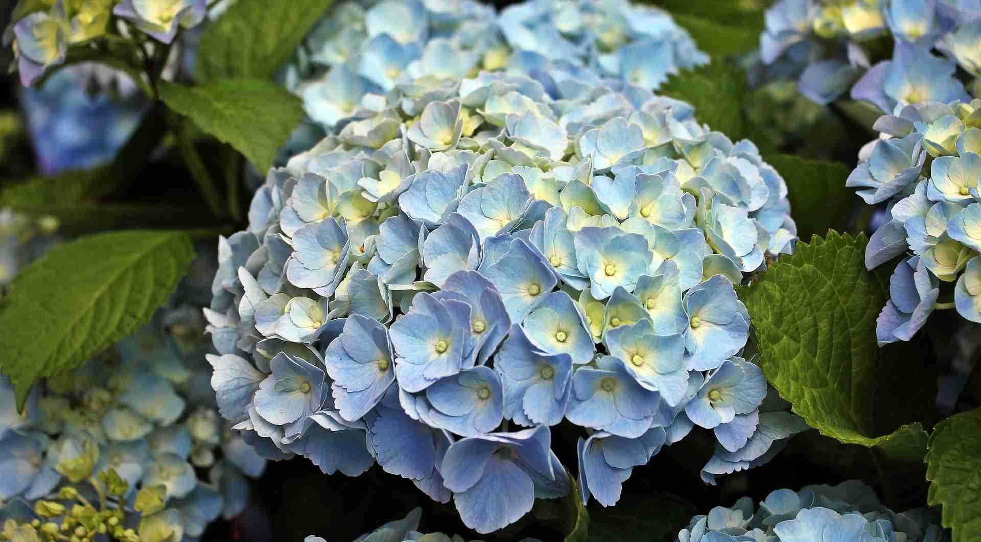 plava Hortenzija