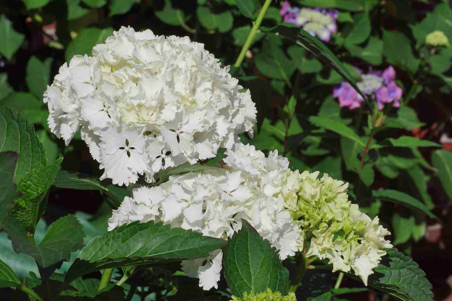 Bijela Hortenzija