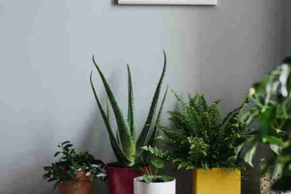 Biljke u stanu