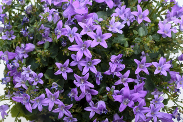 Campanula