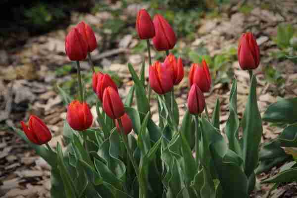crveni tulipan