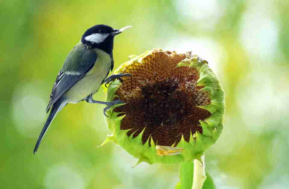 Suncokret je omiljena hrana pticama