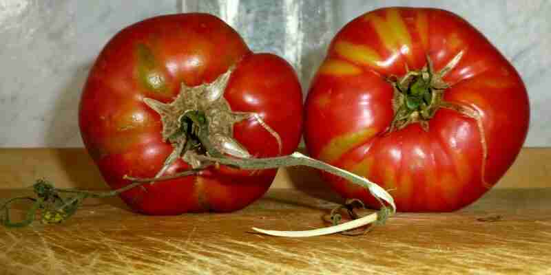 stare sorte rajčica