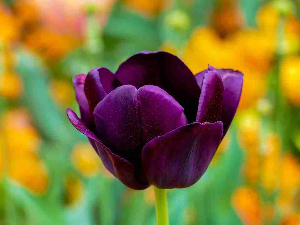tulipan ljubičasti